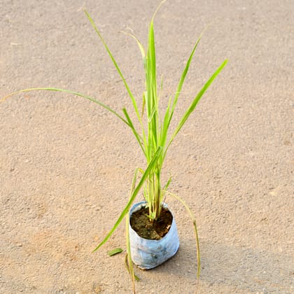 Buy Lemon Grass in 6 Inch Nursery Bag Online | Urvann.com