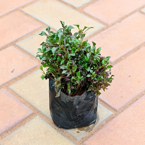 Hage Red in 4 Inch Nursery Bag