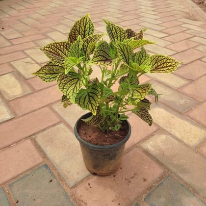 Buy Coleus (any colour & design) in 4 Inch Plastic Pot Online | Urvann.com