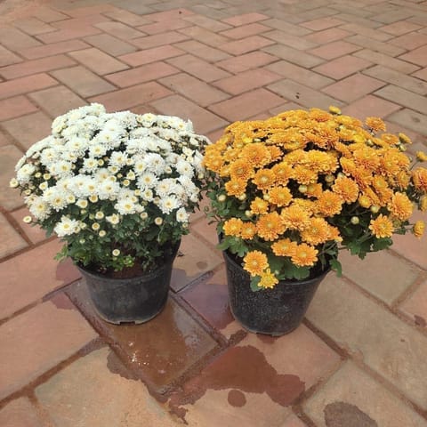Set Of 2 - Chrysanthemum / Guldaudi ( Any Colour ) in 6 Inch Nursery Pot