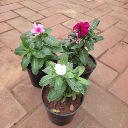Buy Set of 3 - Vinca / Periwinkle / Sadabahar (White, Dark & Light Pink) in 4 Inch Plastic Pot Online | Urvann.com