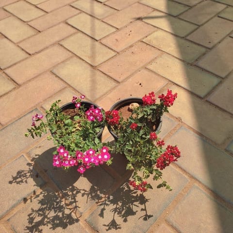 Set of 2 - Verbena (any colour) in 4 Inch Nursery Pot