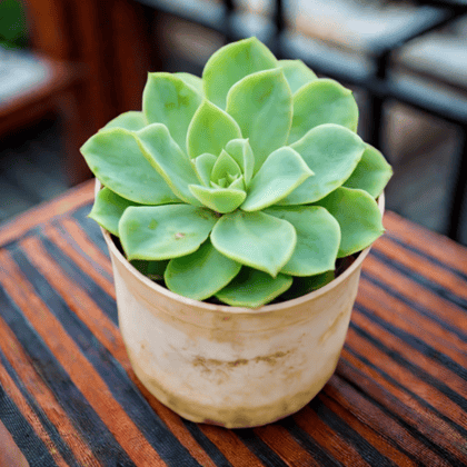Echeveria Green Succulent in 4 Inch Nursery Pot