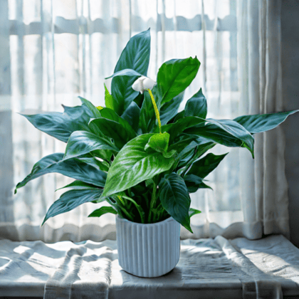 Peace Lily Bushy Imported in 5 Inch Marble White Designer Glass Shaped Ceramic Pot