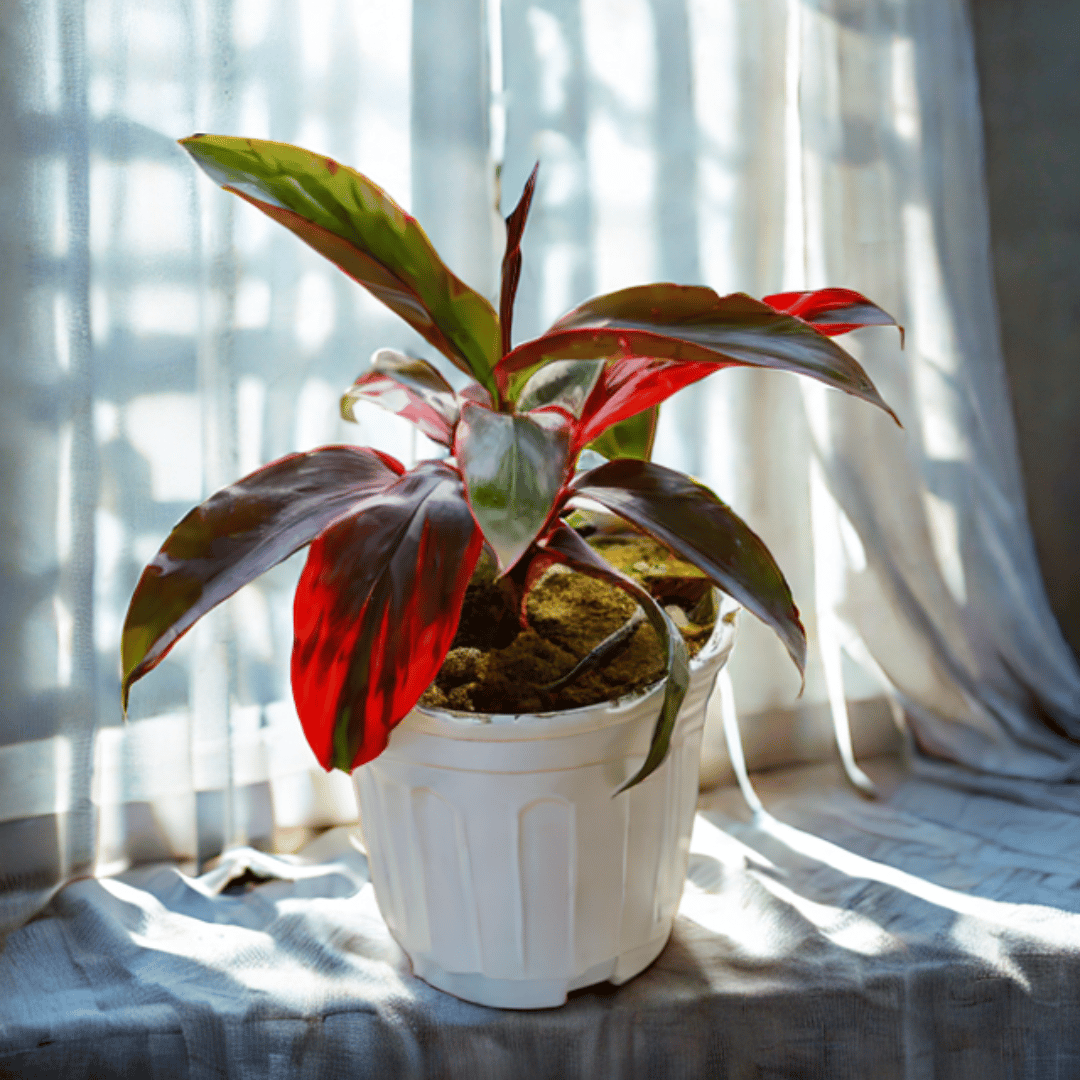 Dracaena Rosea in 6 Inch White Super Nursery Pot