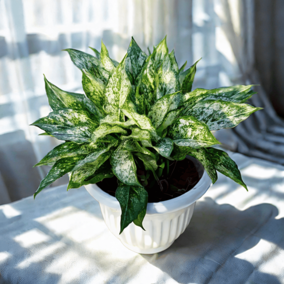 Aglaonema Snow white in 10 Inch White Olive Plastic Pot