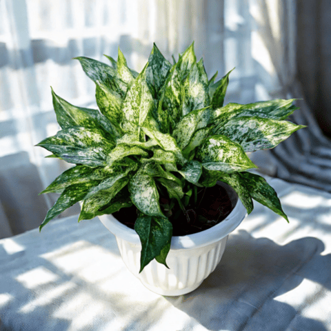 Aglaonema Snow white in 10 Inch White Olive Plastic Pot