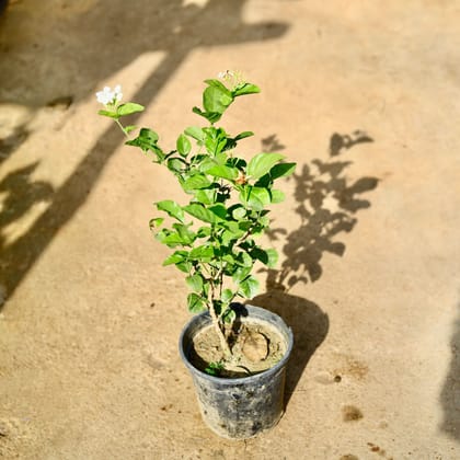 Mogra / Motia Jasmine all season pune variety in 6 Inch Nursery Pot