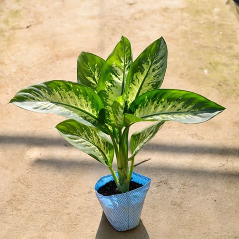 Dieffenbachia in 8 Inch Nursery Bag