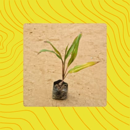 Free Gift - Dracaena Yellow Blush in 3 Inch Nursery Bag - Flash Sale
