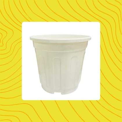 Free Gift - 6 Inch White Super Nursery Pot - Flash Sale