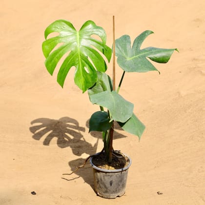 Monstera Deliciosa in 6 Inch Nursery Pot
