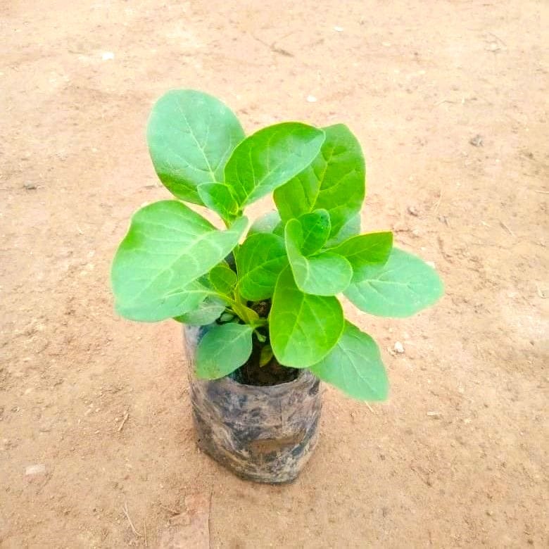 Ashwagandha Plant in 3 Inch Nursery Bag
