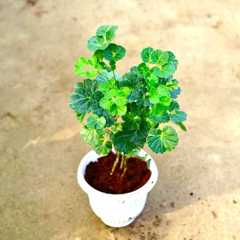 Aralia Apple leaf in 8 Inch White Olive Plastic Pot