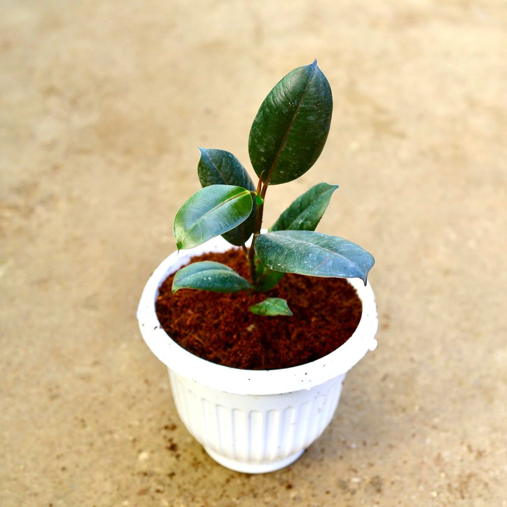Rubber Black in 8 Inch White Olive Plastic Pot Rubber Black in 8 Inch White Olive Plastic Pot