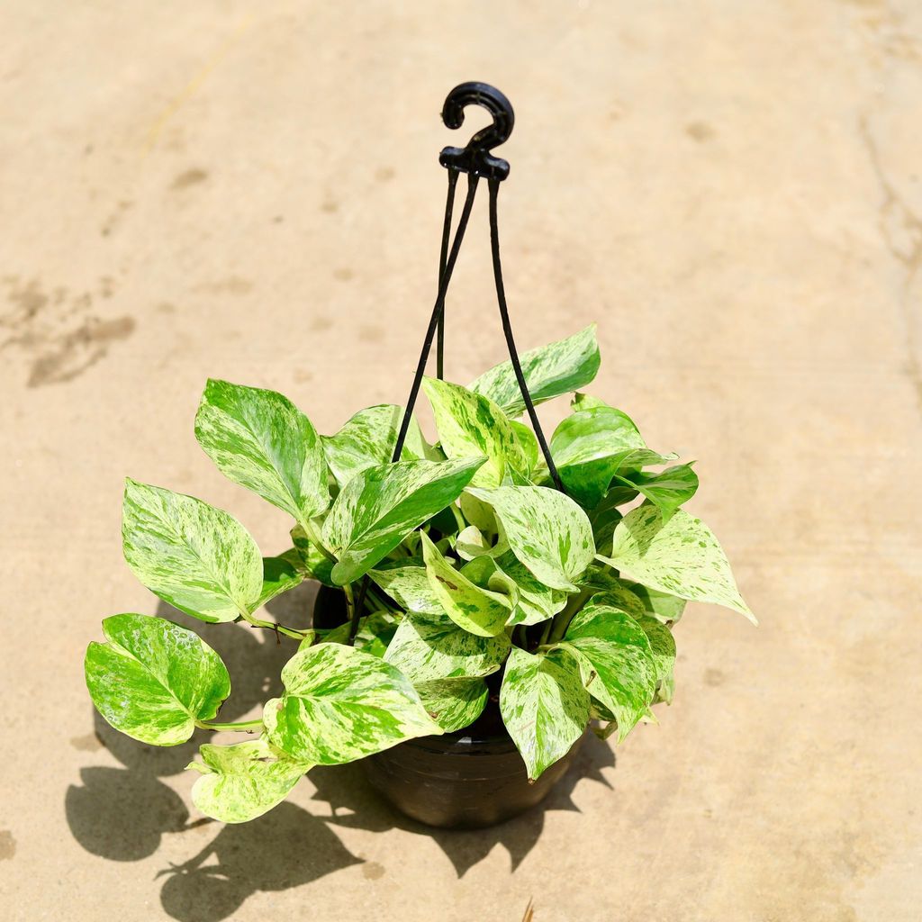Money plant marble in 6 Inch Hanging basket Money plant marble in 6 Inch Hanging basket
