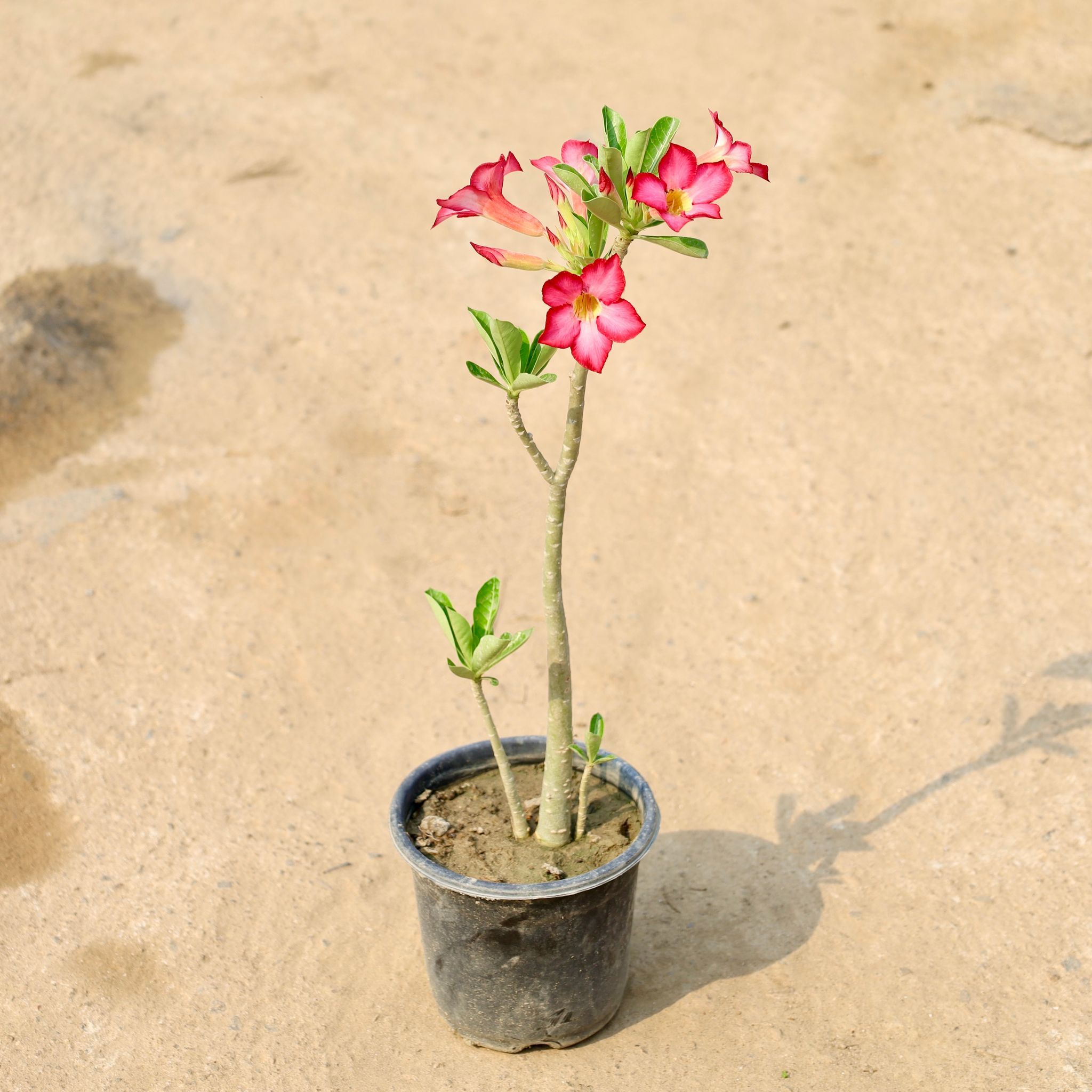 Adenium Pink in 6 Inch Nursery Pot