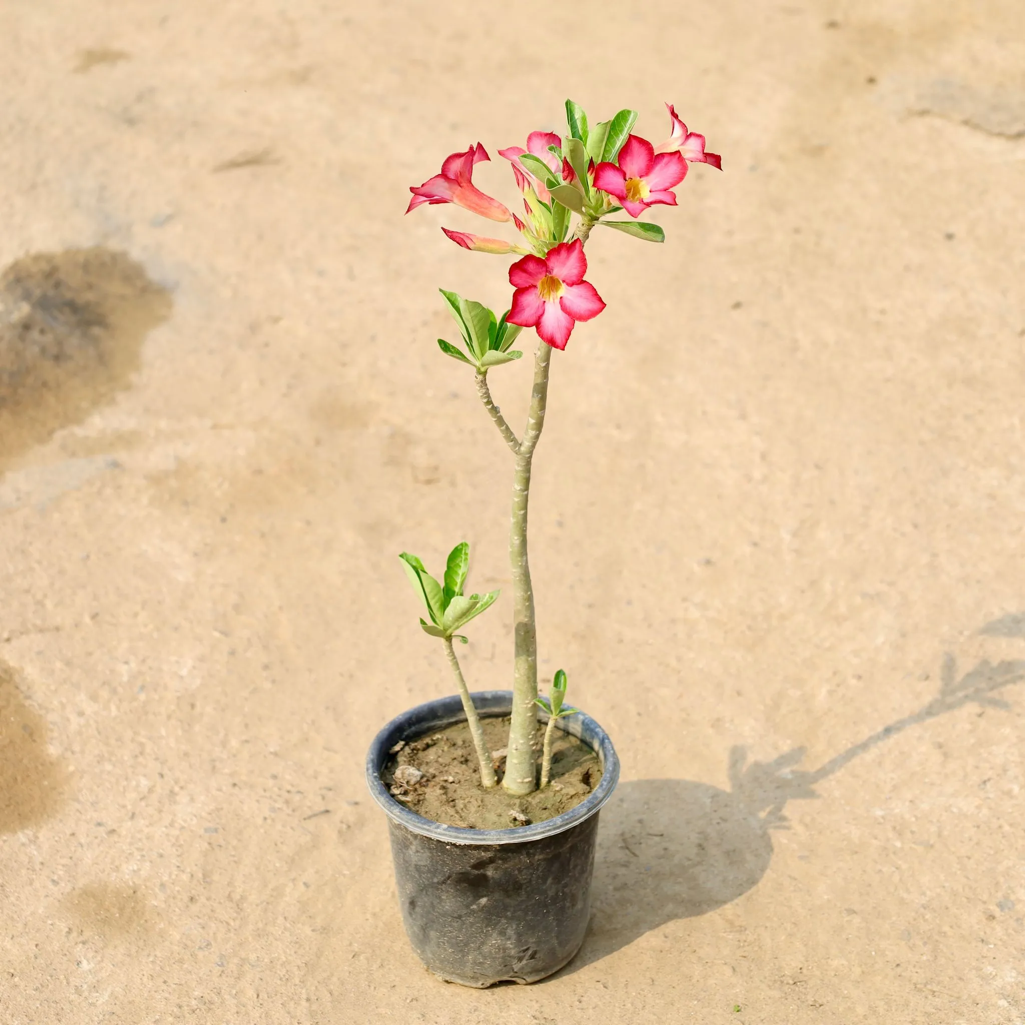 Adenium Pink in 6 Inch Nursery Pot