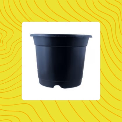Free Gift - 4 Inch Black Nursery Pot - Flash Sale
