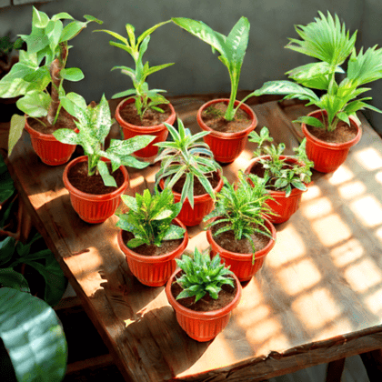 Mini Garden - Set of Any 7 in 8 Inch Terracotta Red Olive Plastic Pot