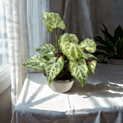Syngonium Green Dwarf in 4 Inch Nursery Pot