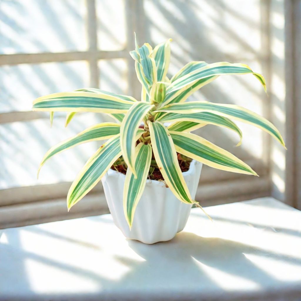 Gift Ready - Song of India in 4 Inch Vibrant White Ripple Ceramic Planter With a Chic Bag Gift Ready - Song of India in 4 Inch Vibrant White Ripple Ceramic Planter With a Chic Bag