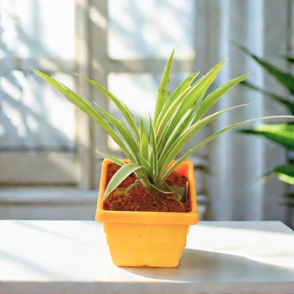Gift Ready - Spider in 6 Inch Yellow Premium Orchid Square Plastic Pot With a Chic Bag Gift Ready - Spider in 6 Inch Yellow Premium Orchid Square Plastic Pot With a Chic Bag