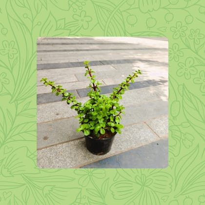 Free Gift - Jade Plant in 4 Inch Nursery Pot - Flash Sale