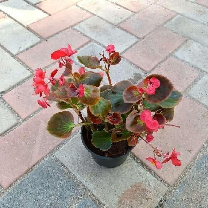 Buy Begonia Red in 4 Inch Plastic Pot Online | Urvann.com Begonia (any color) in 4 Inch Nursery Pot