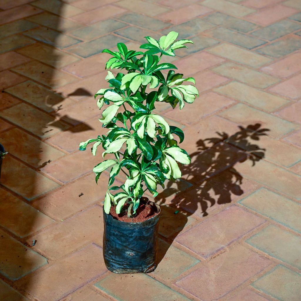 Buy Schefflera Variegated in 4 Inch Nursery Bag Online | Urvann.com Schefflera Variegated in 4 Inch Nursery Bag