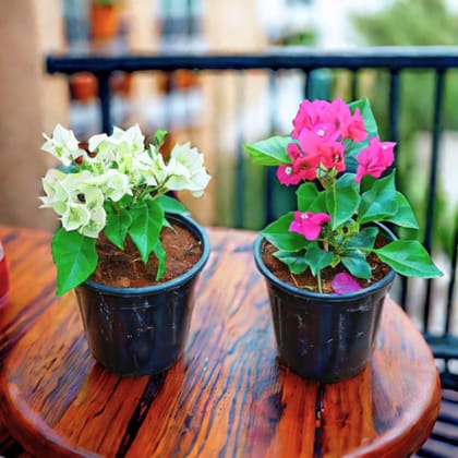 Set of 2 - Bougainvillea (White & Pink) in 5 Inch Nursery Pot