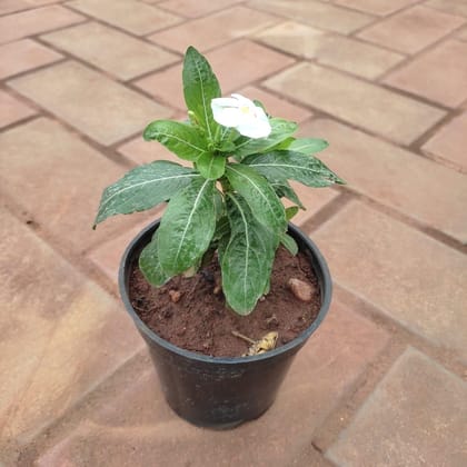 Buy Vinca / Periwinkle / Sadabahar White in 4 Inch Plastic Pot Online | Urvann.com