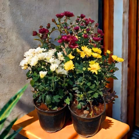 Set of 3 - Chrysanthemum / Guldaudi / Shavanthi (any colour) in 4 Inch Nursery Pot