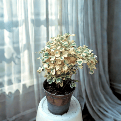 Aralia White in 4 Inch Nursery Pot