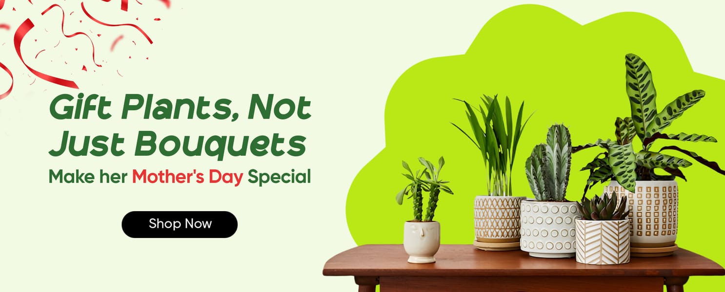 All Plants