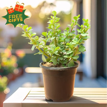 Free Gift - Jade Plant in 4 Inch Nursery Pot - Flash Sale