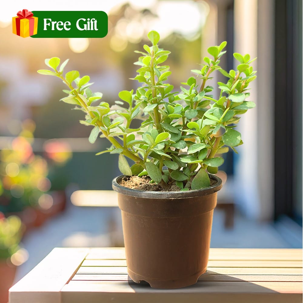 Free Gift - Jade in 4 Inch Nursery Pot - Flash Sale Free Gift - Jade in 4 Inch Nursery Pot - Flash Sale