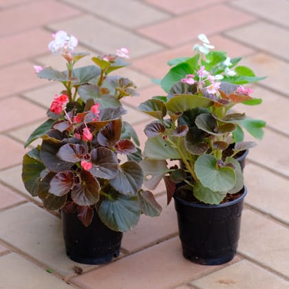 Buy Set of 4 - Begonias (any colour) in 4 Inch Nursery Pot Online | Urvann.com