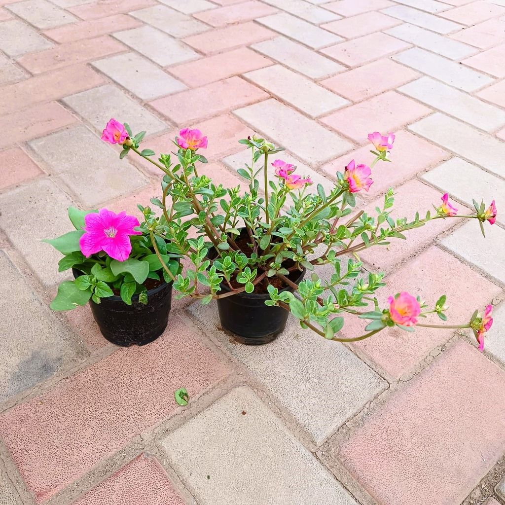 Buy Set of 2 - Portulaca Moss Rose & Petunia (any colour) in 4 Inch Plastic Pot Online | Urvann.com Set of 2 - Portulaca Moss Rose & Petunia (any colour) in 4 Inch Nursery Pot