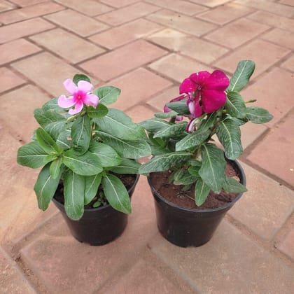 Buy Set of 2 - Vinca / Periwinkle / Sadabahar (Dark & Light Pink) in 4 Inch Plastic Pot Online | Urvann.com