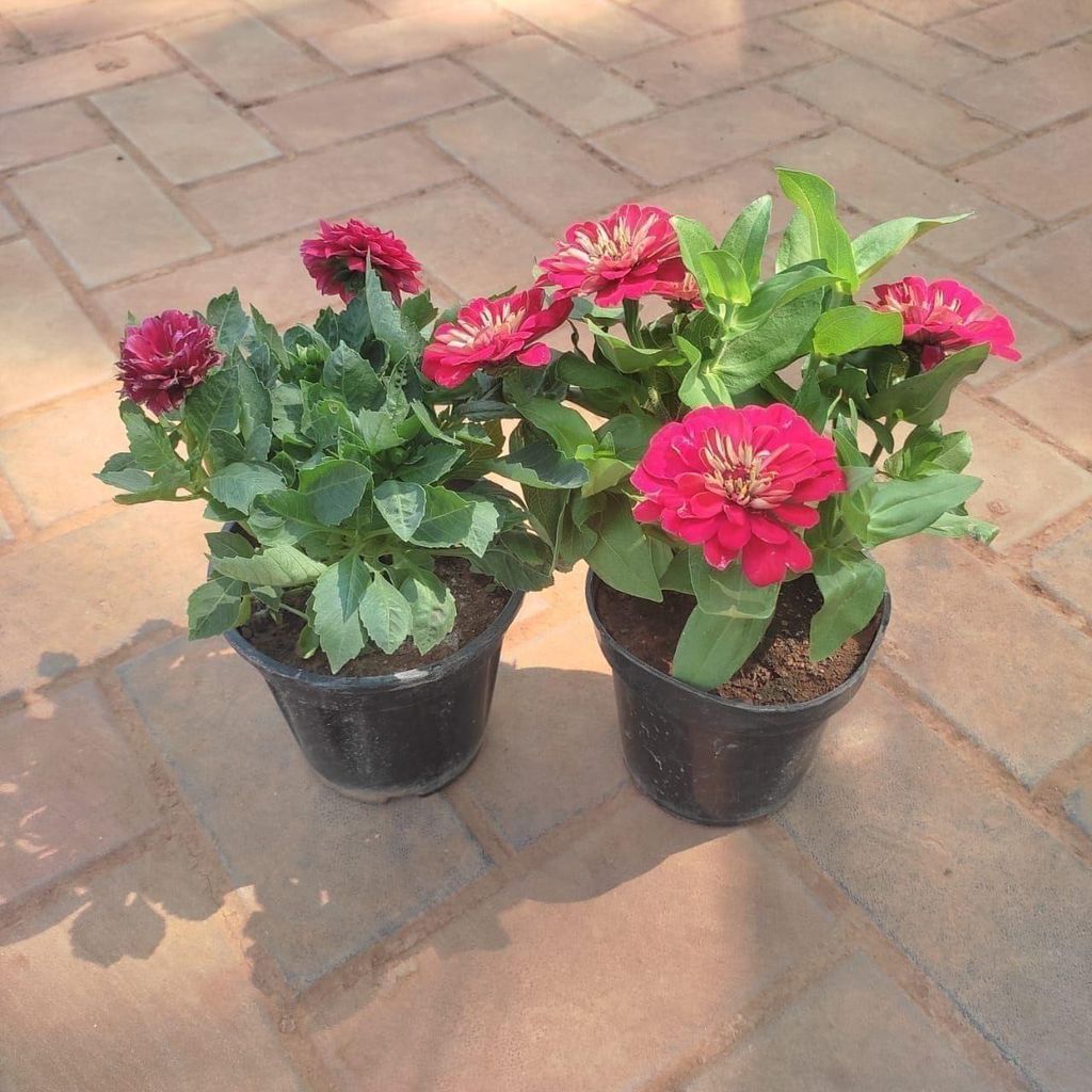 Buy Set Of 2 -Flowering Combo (Zinnia & Dahlia) ( Any Colour) in 4 Inch Plastic Pot Online | Urvann.com Set Of 2 -Flowering Combo (Zinnia & Dahlia) ( Any Colour) in 4 Inch Nursery Pot