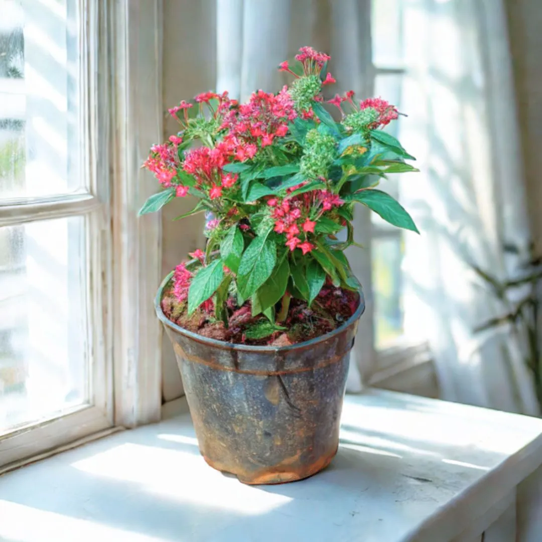 Pentas (Any Colour) in 4 Inch Nursery Pot