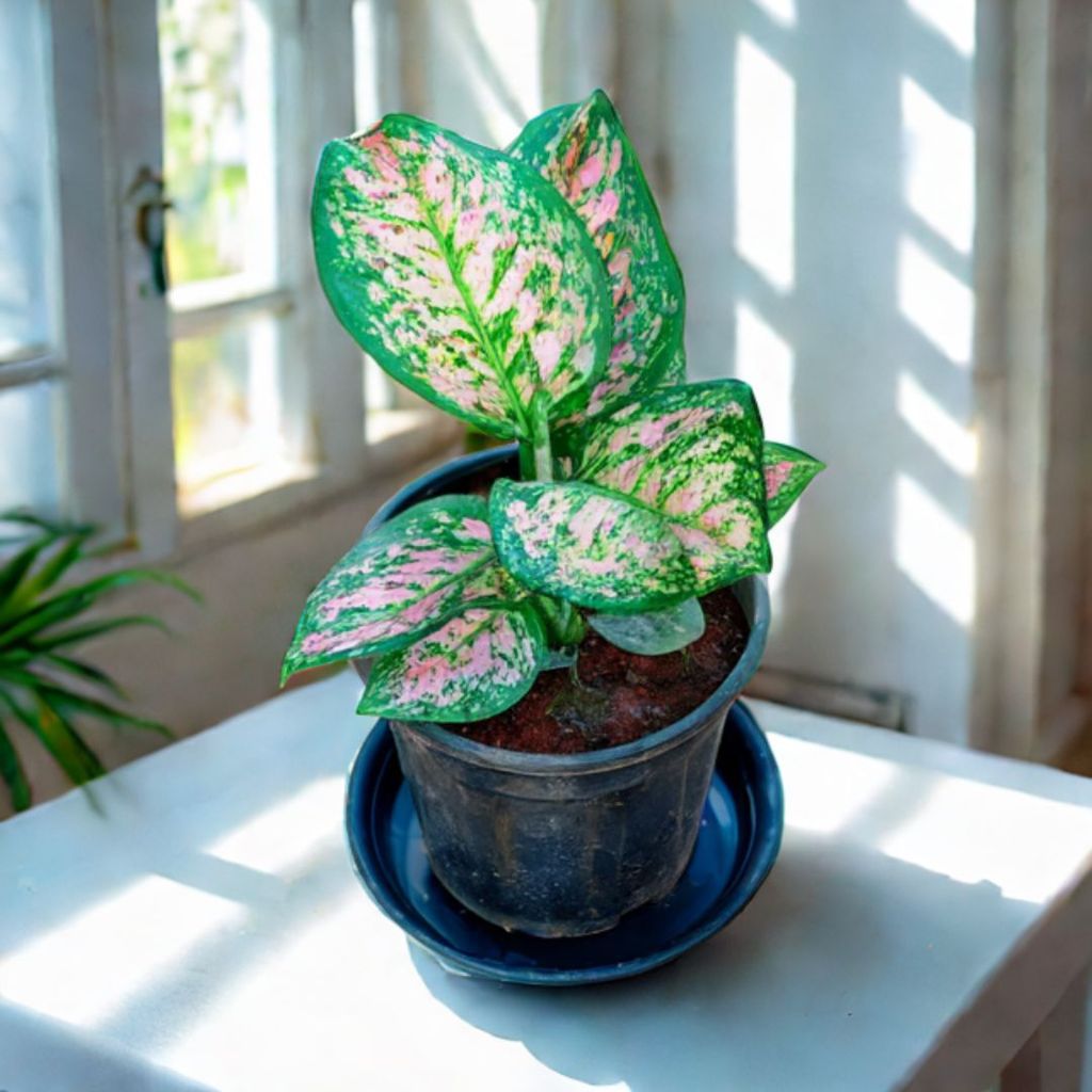 Aglaonema Pink Dalmatian in 5 Inch Nursery Pot with Tray Aglaonema Pink Dalmatian in 5 Inch Nursery Pot with Tray