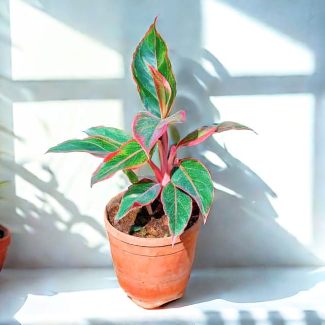 Aglaonema Lipstick in 4 Inch Nursery Pot