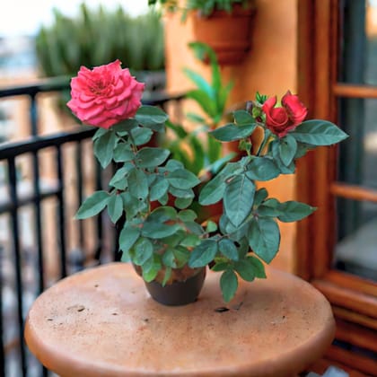 Rose Red in 5 Inch Nursery Pot