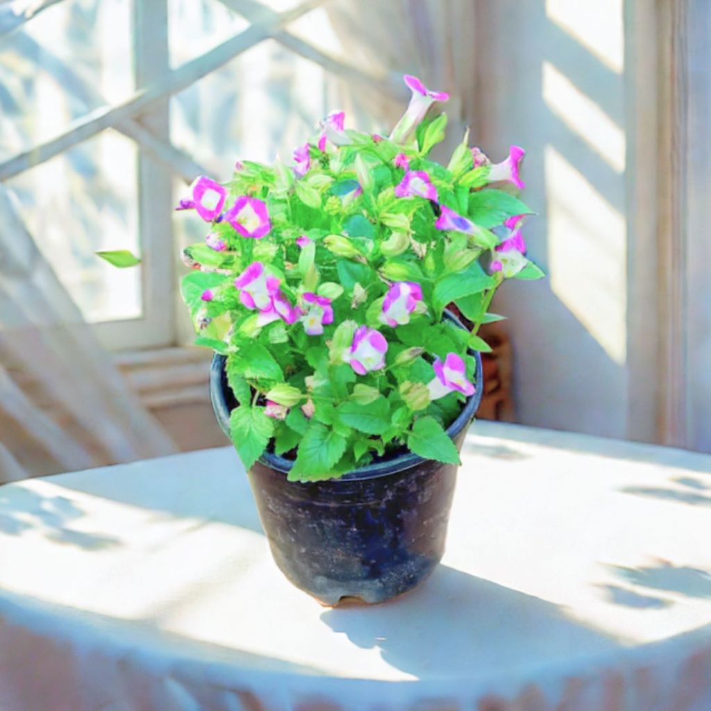 Wishbone / Torenia (any colour) in 4 Inch Nursery Pot (colour may vary) Wishbone / Torenia (any colour) in 4 Inch Nursery Pot (colour may vary)