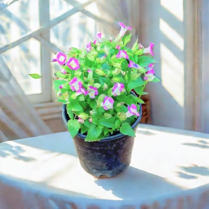 Wishbone / Torenia (any colour) in 4 Inch Nursery Pot (colour may vary)