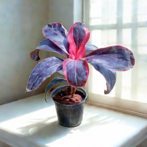 Dracaena Rosea in 5 Inch Nursery Pot