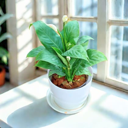 Peace Lily in 5 Inch White Premium Sphere Plastic Pot with Tray