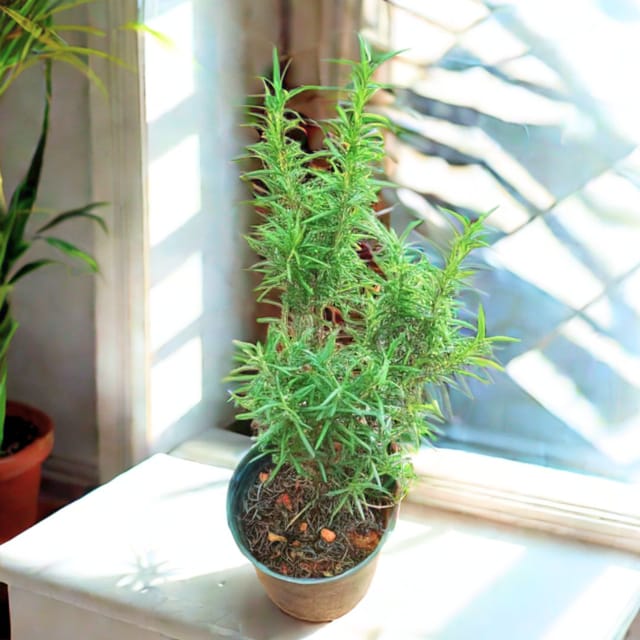 Rosemary in 4 Inch Nursery Pot